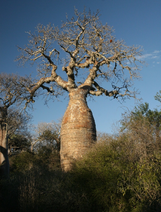 madagascar